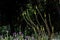 Closeup of moth mullein flowers or Verbascum blattaria