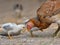 Closeup of a mother chicken with its baby chicks