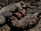 Closeup of the mother pig feeding its piglets lying in the mud.