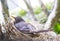 Closeup of Mother robin on her nest with bokeh trees in background