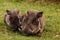 Closeup of a mother warthog and her baby resting in African savannah