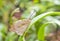 Closeup of Mottled Emigrant Butterfly of Singapore