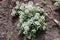 Closeup of a mound of white Lobuaria flowers in bloom