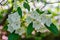 Closeup of Mountain Laurel Wildflowers in the Blue Ridge Mountains