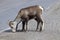 Closeup of mountain sheep licking salt on a the highway