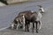 Closeup of mountain sheep licking salt on a the highway
