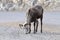 Closeup of mountain sheep licking salt on a the highway