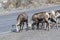 Closeup of mountain sheep licking salt on a the highway