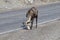 Closeup of mountain sheep licking salt on a the highway
