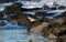 Closeup of a Mountain Wagtail (Motacilla cinerea) perched on a rock on the beach