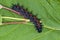 Closeup of a Mourning Cloak caterpillar