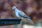 Closeup of a Mourning dove perched on a metal feeder