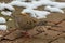 Closeup of the mourning dove, Zenaida macroura on the ground.