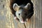 closeup of a mouse peeking out from a hole in a wooden wall