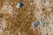 Closeup of a muddy beach with helical excrements of a lugworm