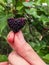 Closeup mulberry fruit of heart shape