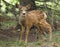 Closeup of a Mule Deer Fawn