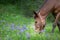 Closeup of mule grazing in mountain meadow blooming with wildflowers and grass