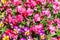 Closeup of Multicolor pansy flowers or pansies as background bl