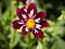 Closeup of a multicolored dark red white flat petal blooming Dahlia flower