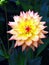 Closeup of a multicolored yellow, white and pink double blooming Dahlia