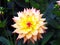 Closeup of a multicolored yellow, white and pink double blooming Dahlia