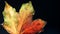 Closeup of a multicoloured Autumn Leaf against a Black Background