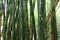 Closeup of multiple engraved bamboos in a forest