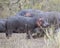 Closeup of multiple hippos of different sizes standing on land