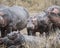 Closeup of multiple hippos of different sizes standing and lying on land