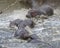 Closeup of multiple hippos partially submerged in water crashing into the river from land