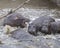 Closeup of multiple hippos partially submerged in water after crashing into the river from land