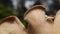 Closeup of a mushroom edge against blurred background