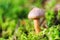 Closeup mushroom in moss