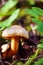 Closeup mushroom in moss