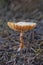 Closeup of Mushroom with orange stem and under cap