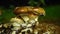 Closeup, mushrooms or fungus in autumn forest in rain, green blur background