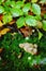 Closeup of mushrooms growing in a green forest. Small white fungi thriving among moss lichen from the ground under a