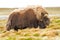 Closeup of muskox in the fields of Norway during daylight