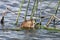 Closeup of a muskrat eating green reeds