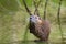 Closeup of a muskrat Ondatra zibethicus or nutria Myocastor coypus rodent