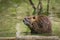 Closeup of a muskrat Ondatra zibethicus or nutria Myocastor coypus rodent