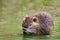 Closeup of a muskrat Ondatra zibethicus or nutria Myocastor coypus rodent