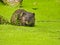 Closeup of Muskrat Sitting in Pond Covered in Duckweed with Leaves Stuck to Rodent\\\'s Fur