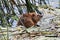 Closeup of a muskrat sitting in water on reeds