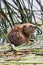 Closeup of a muskrat sitting in water on reeds