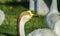 Closeup of a Mute Swan Bird head