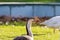 Closeup of a Mute Swan Bird head with colorful out of focus back