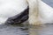 A closeup of a mute swan Cygnus olor that is drinking water. With its head still in the water scratching its neck with its leg.