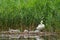 Closeup of a Mute swan with her chicks near a pond